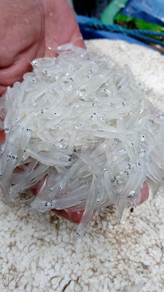 Real photo of premium frozen whitebait exported by ALINDO to New Zealand