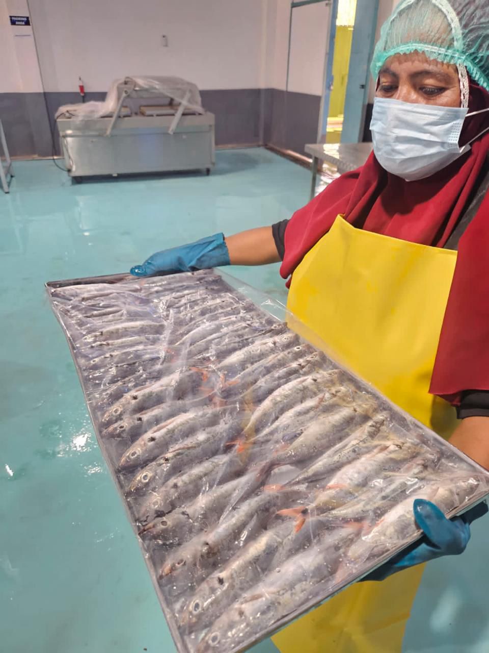 ALINDO team member carefully packing frozen ribbon fish (Layur) in our Prigi facility - real operations photo